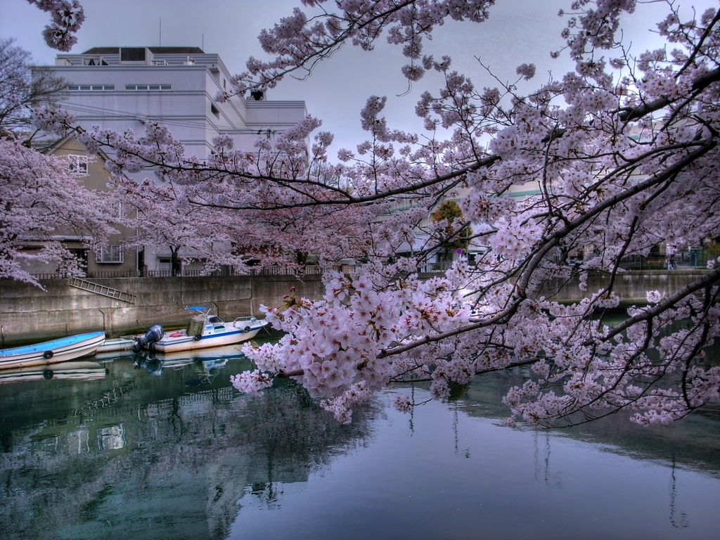 大岡川の桜-1　HDR