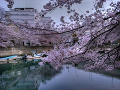 大岡川の桜-1　HDR