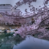 大岡川の桜-1　HDR