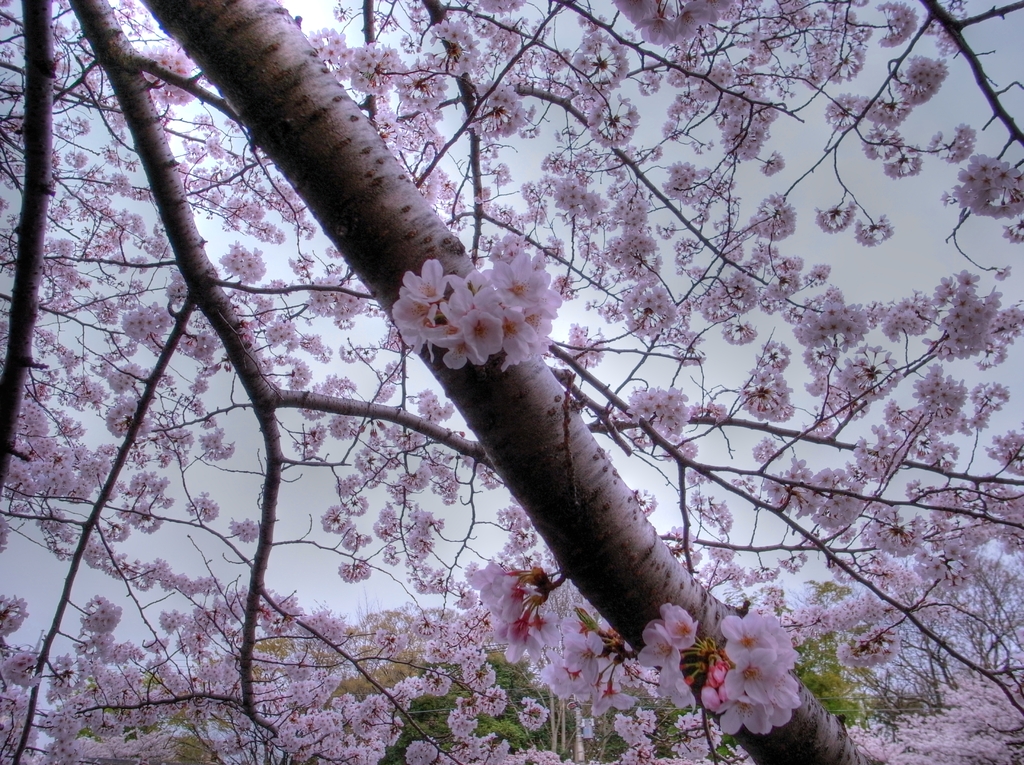 大岡川の桜-3　HDR