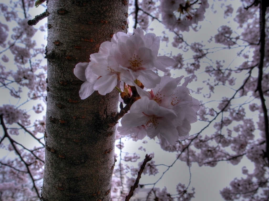 大岡川の桜-4　HDR