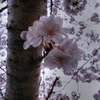 大岡川の桜-4　HDR