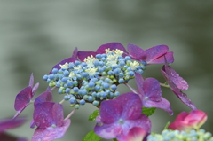 雨を喜ぶ紫陽花