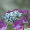 雨を喜ぶ紫陽花