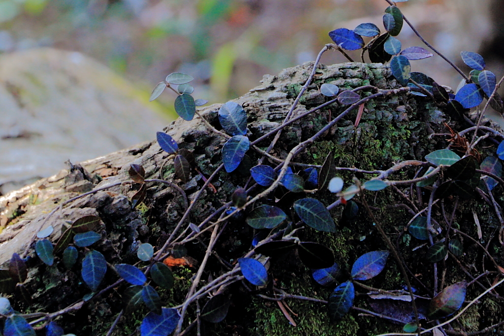 Blue leaves