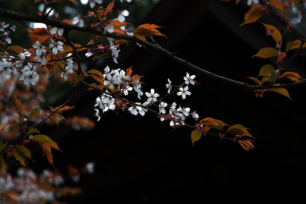 SAKURA