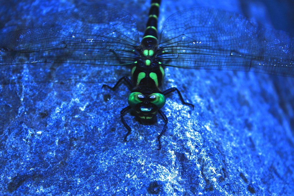 Dragonfly