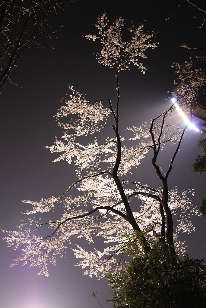 夜桜ビーム２