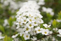 白の花道