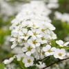白の花道