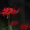 Lycoris radiata