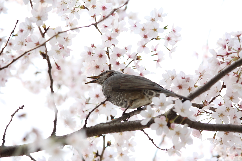 花見