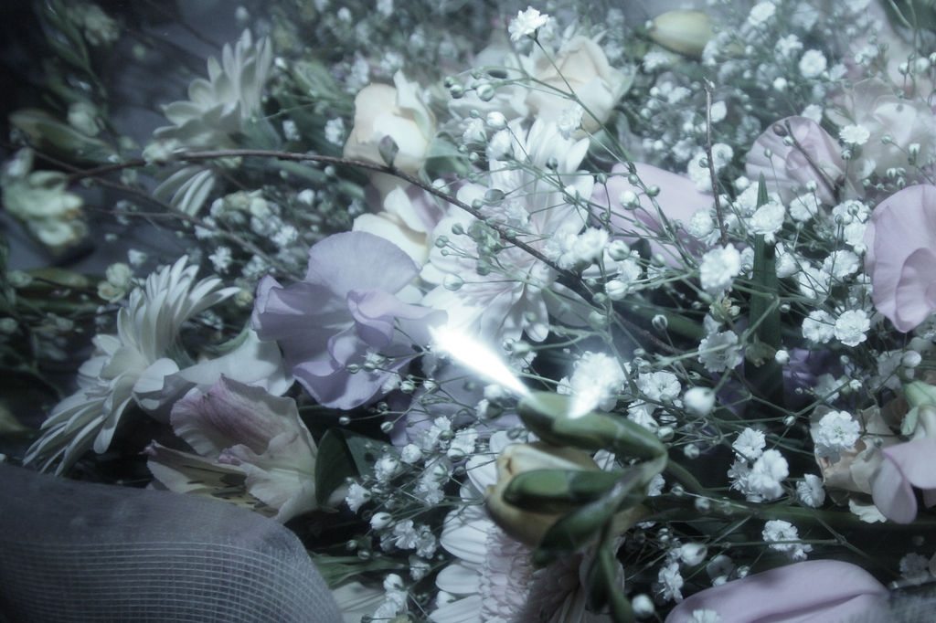 花の妖精