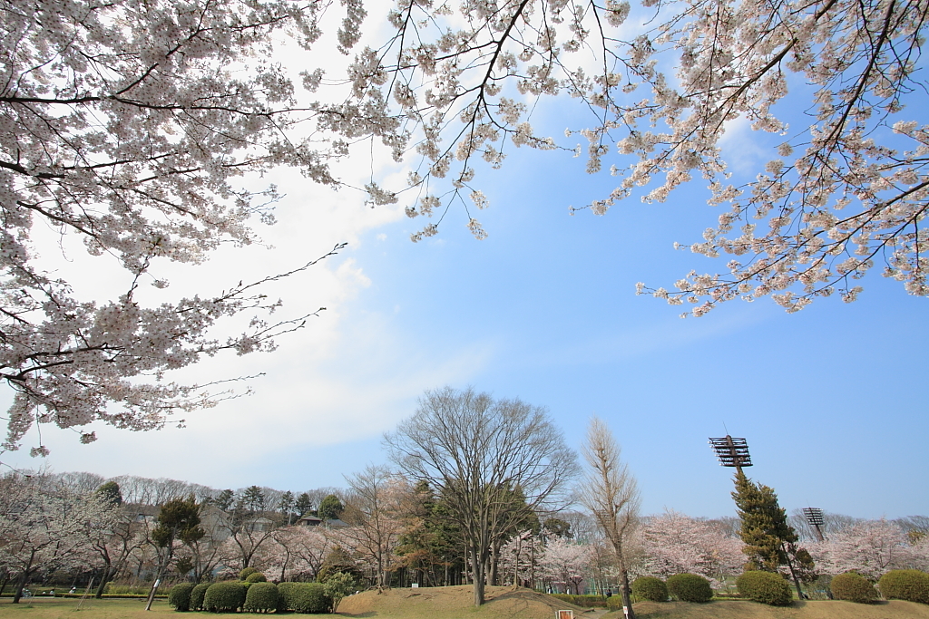 桜目線