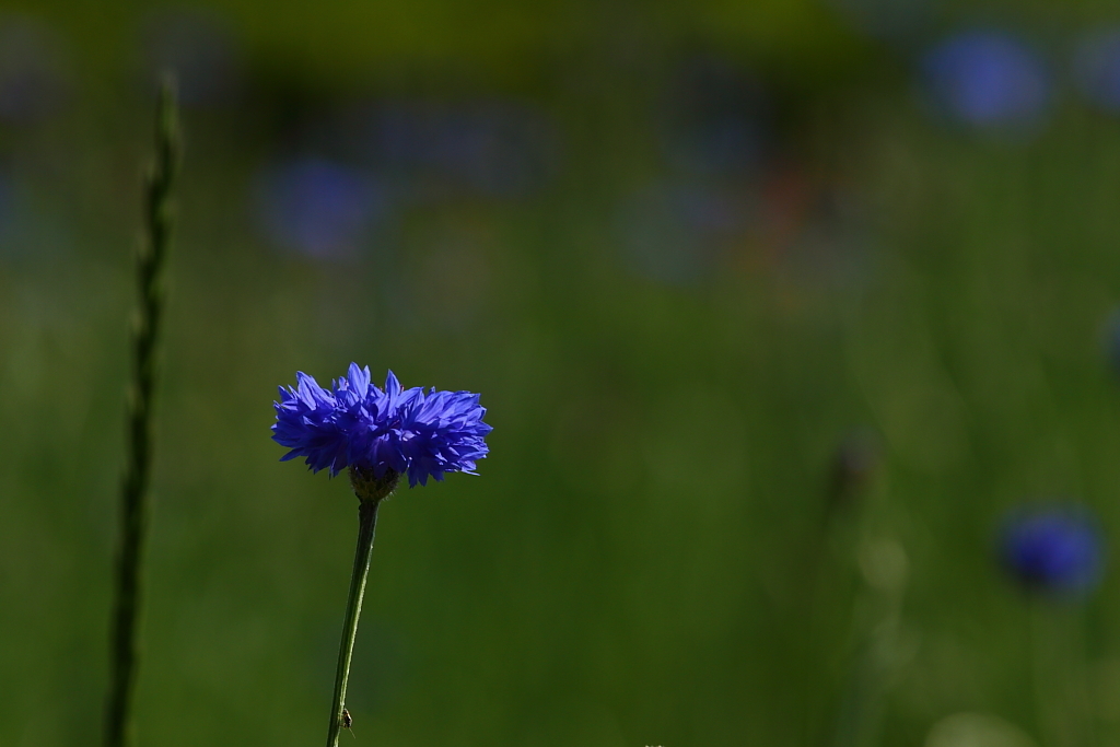 Centaurea cyanus　（矢車菊 ）