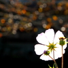 秋桜　Ｐａｒｔ２