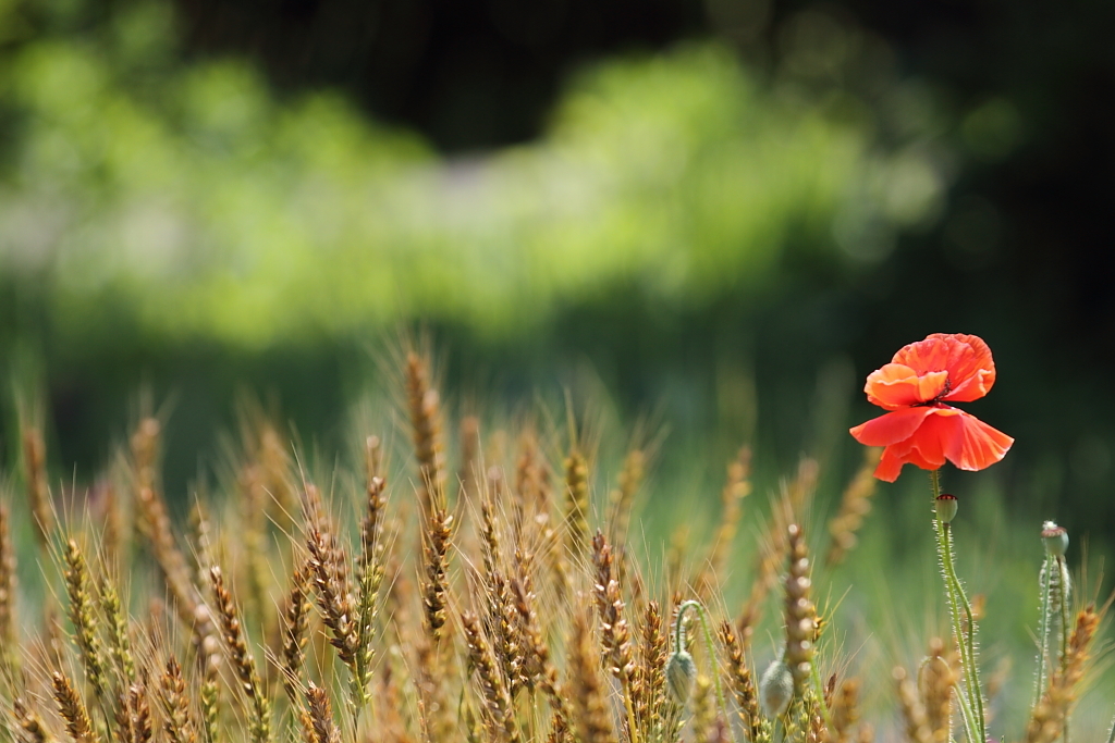 HOPとPapaver dubium