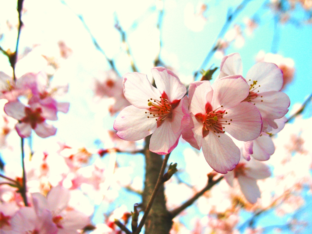 桜、咲く