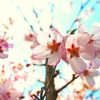 桜、咲く