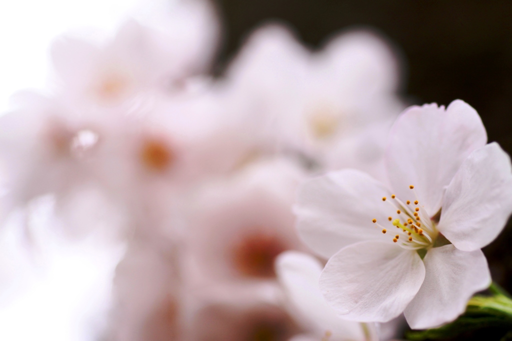 桜花