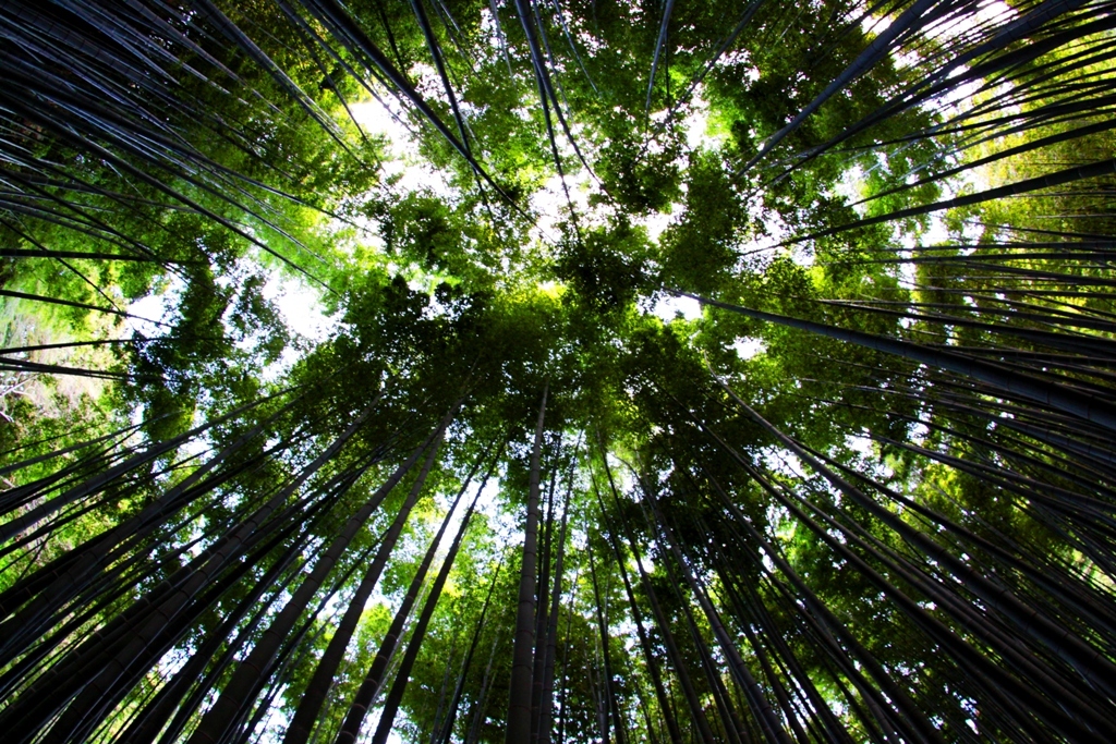 竹林