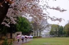 雨に桜、そしてロケット。