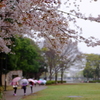 雨に桜、そしてロケット。