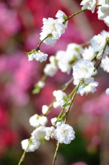 八重桜（白）