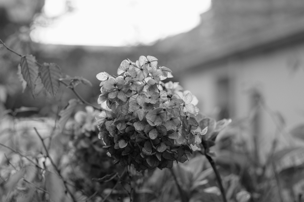 枯れ紫陽花