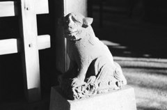 北千住・氷川神社（狛犬）