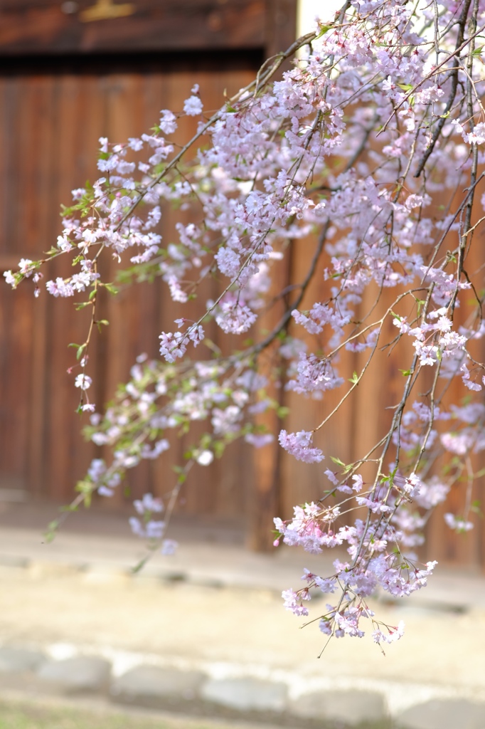 枝垂れ桜