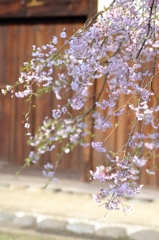 枝垂れ桜