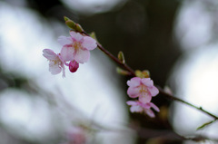 寒緋桜