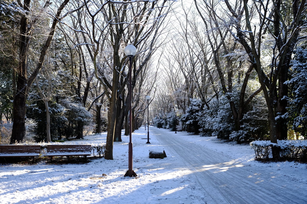 雪景色の筑波大構内2