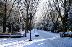 雪景色の筑波大構内2