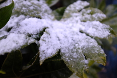 東京積雪 #2