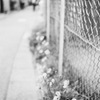春ノ記憶 #9