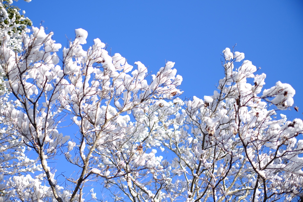 雪景色の筑波大構内1