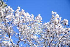 雪景色の筑波大構内1