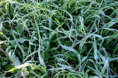 frost #1