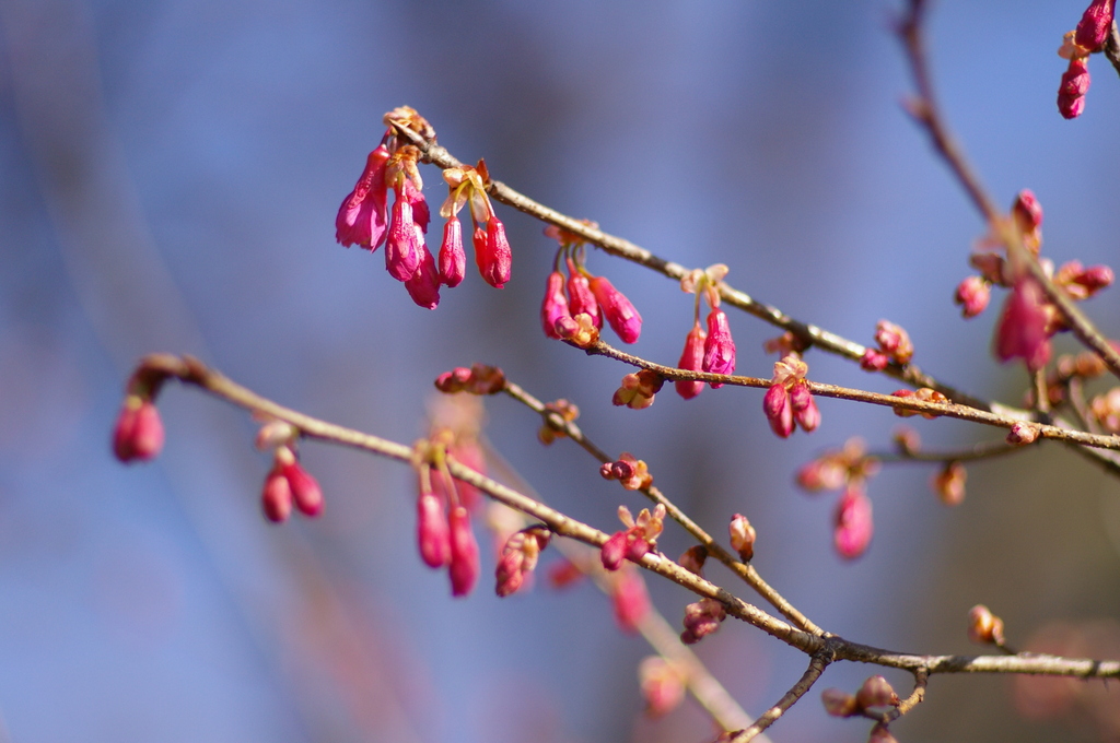 寒緋桜