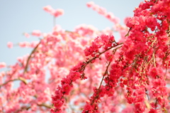 八重桜