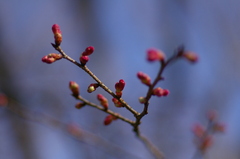 寒緋桜