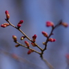 寒緋桜