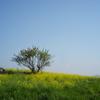菜の花畑 #1