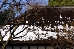 残雪