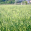 麦畑