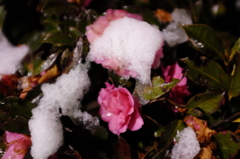 東京積雪 #3