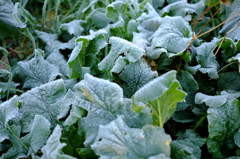 frost #2