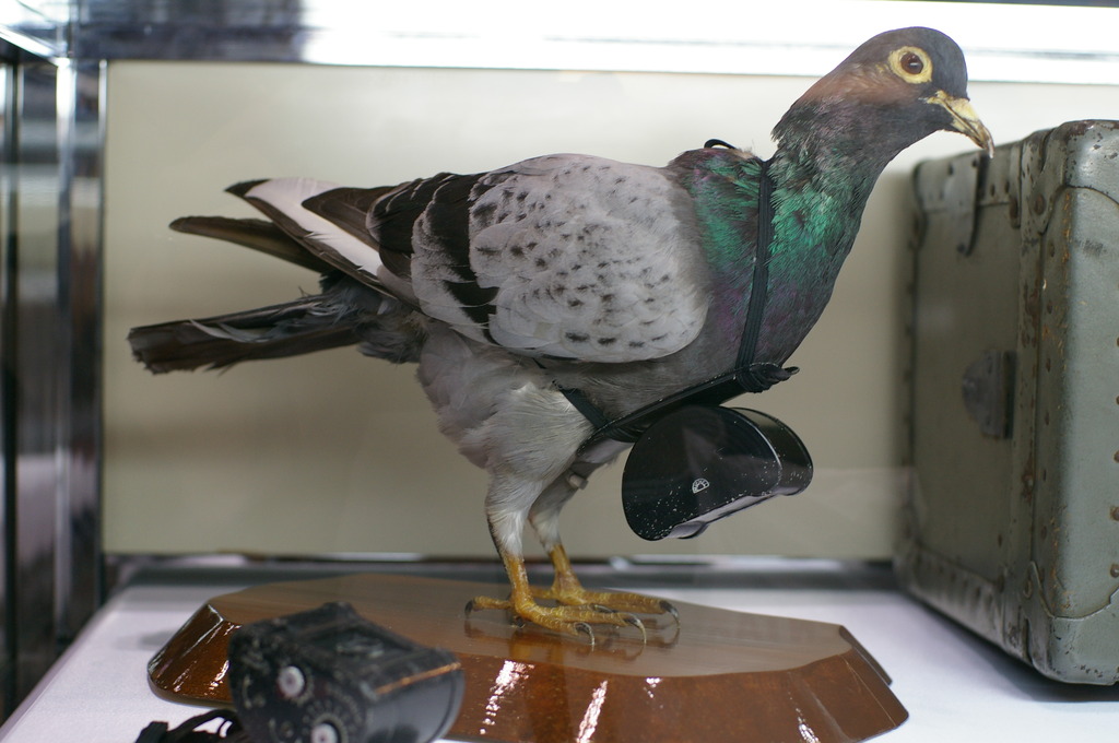 PIE2009